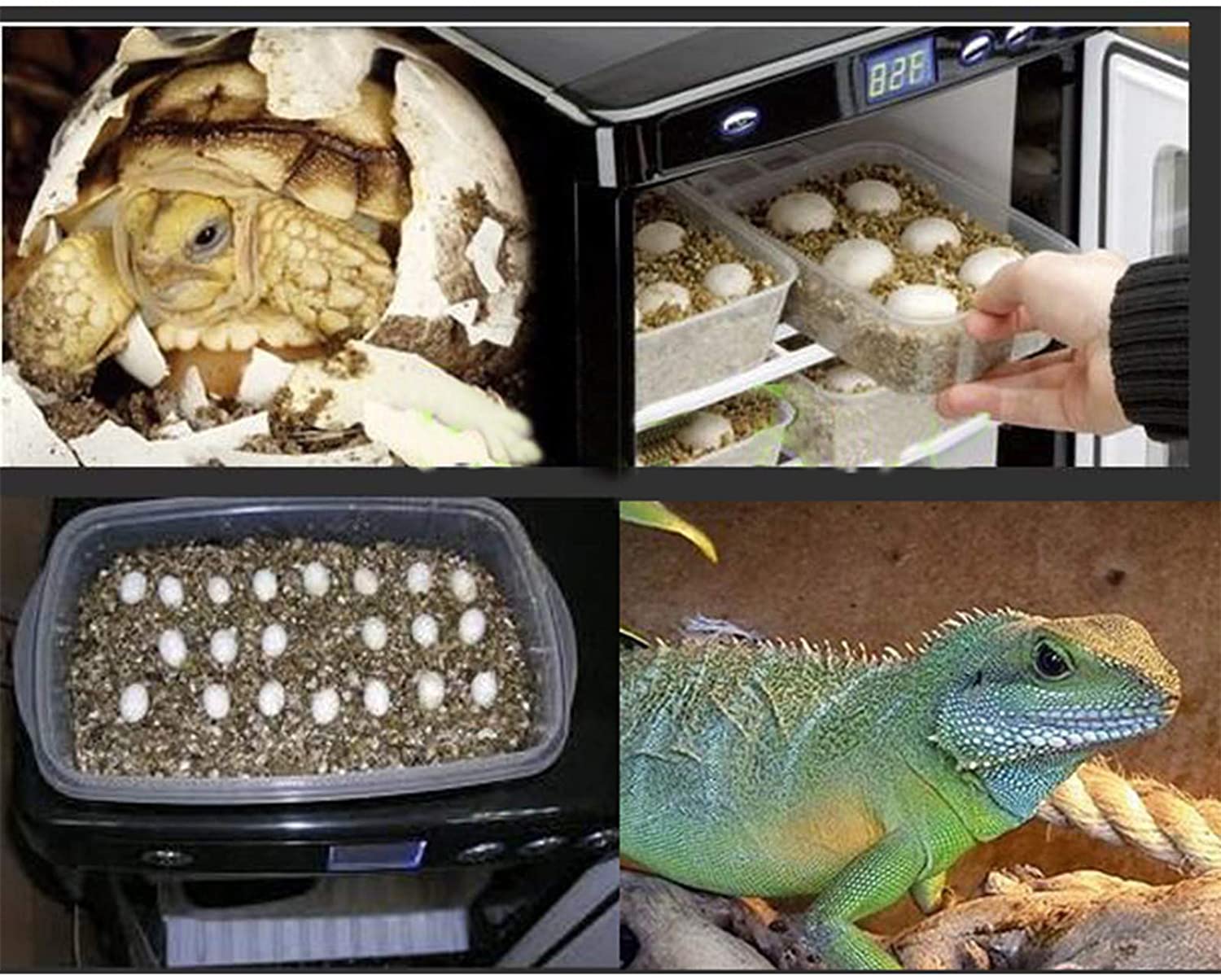 reptile egg incubator near me reptile egg incubator near me