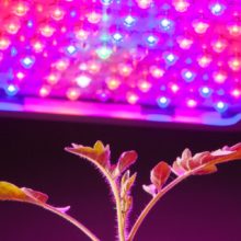 best cheap grow light for seedlings best cheap grow light for seedlings
