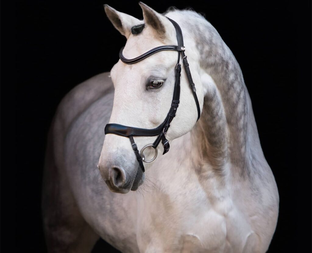 4 Best Anatomical Bridles - Comfort of Your Horse Is The Priority