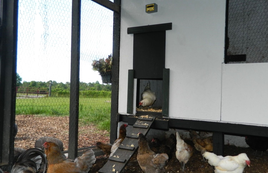 6 Best Automatic Chicken Doors to Keep Your Birds Safe