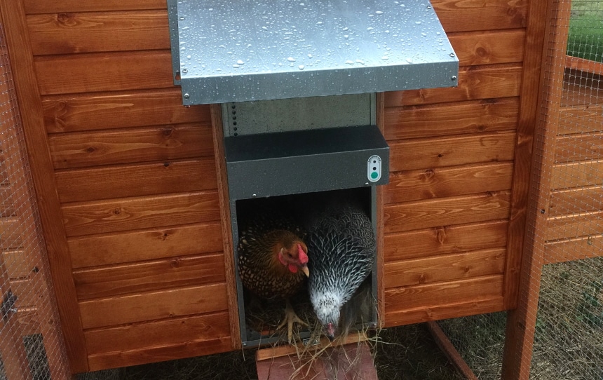 6 Best Automatic Chicken Doors to Keep Your Birds Safe