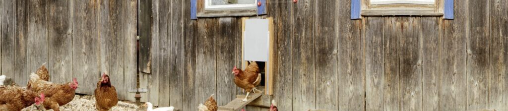 6 Best Automatic Chicken Doors to Keep Your Birds Safe