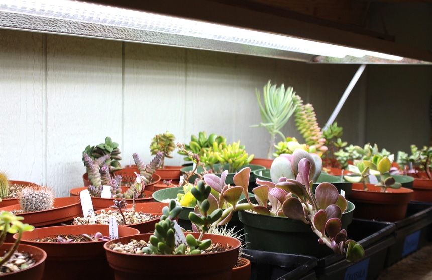 10 Best Grow Lights for Succulents – Help You Plants Grow Healthy!