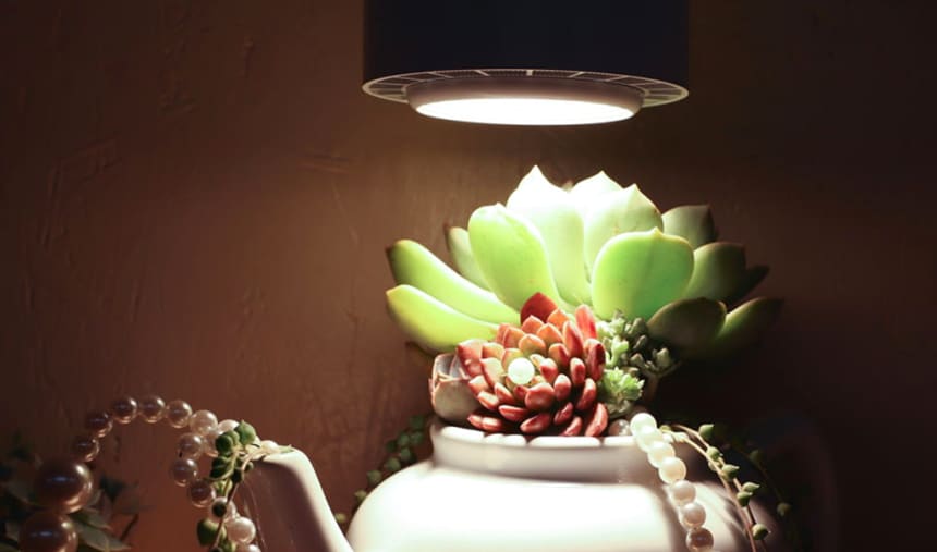 10 Best Grow Lights for Succulents – Help You Plants Grow Healthy!