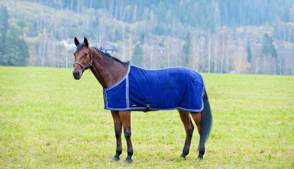 6 Best Horse Blankets - No More Trouble No Matter The Weather