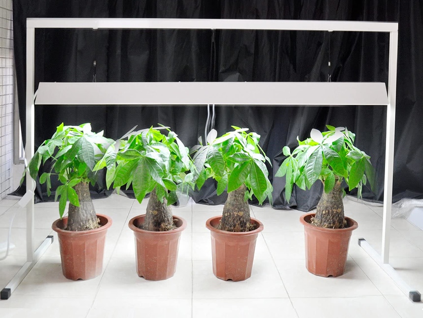 10 Best Grow Lights for Seedlings – Speed Up the Growth of Your Plants!