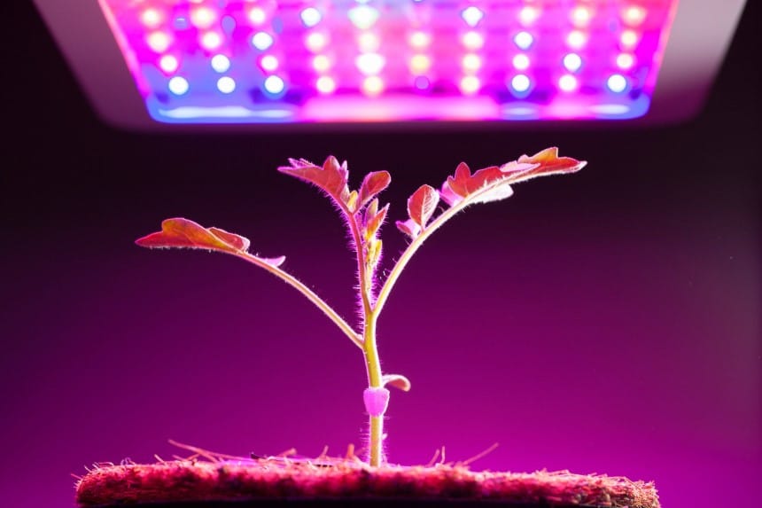 11 Best Grow Lights for Vegetables – Smart Way to Increase Your Harvest!