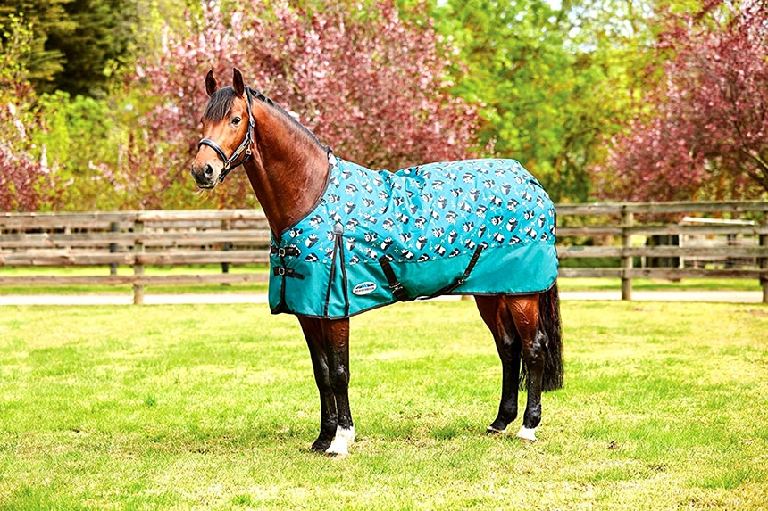 6 Best Horse Blankets - No More Trouble No Matter The Weather