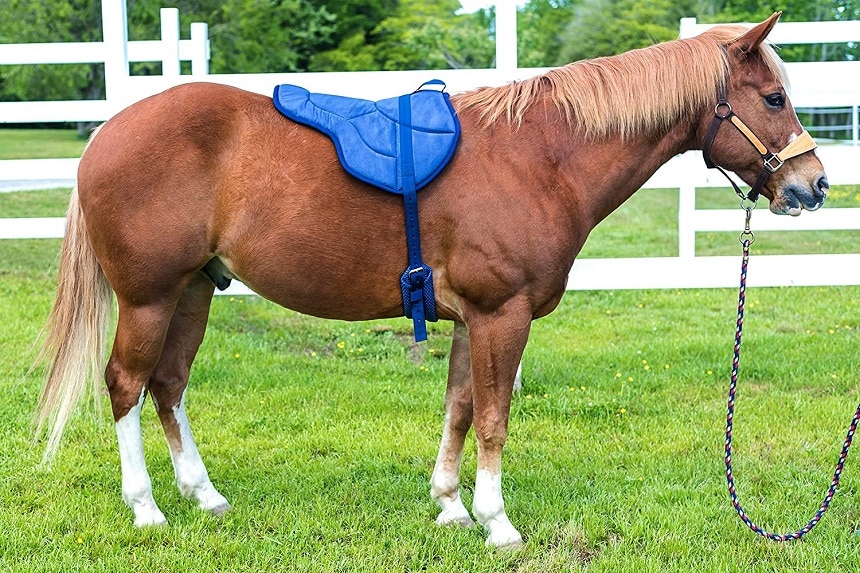 10 Best Saddle Pads - New Level of Comfort (Spring 2022)