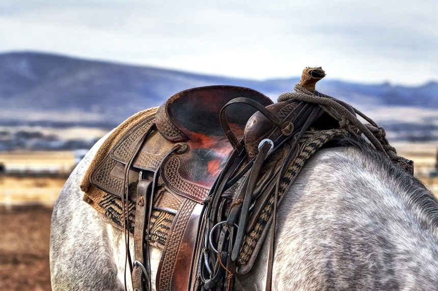 5 Best Horse Saddles - All You Need for Comfort (Spring 2022)