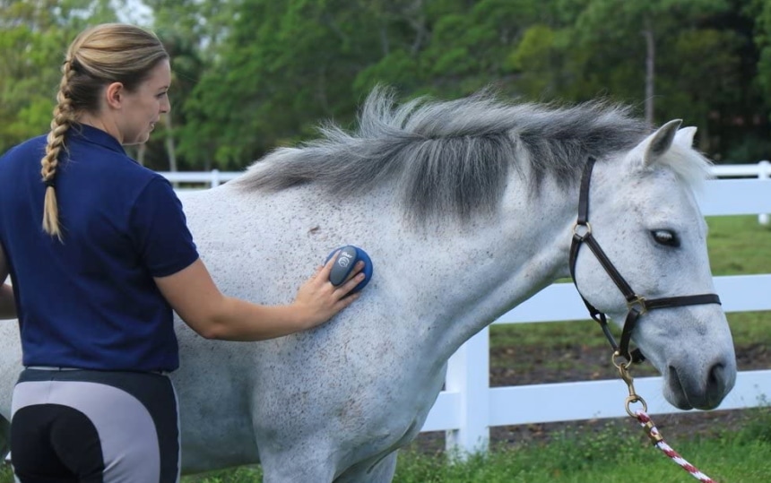 9 Best Horse Grooming Kits - Take the Guesswork out of Which Brushes or Equipment to Use