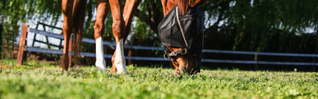 6 Best Fly Masks for Horses to Keep Their Eyes Safe