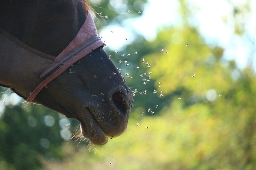 6 Best Fly Masks for Horses to Keep Their Eyes Safe