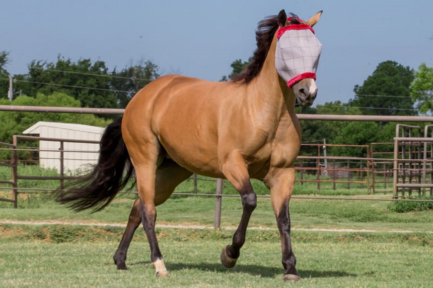 6 Best Fly Masks for Horses to Keep Their Eyes Safe (Spring 2022)