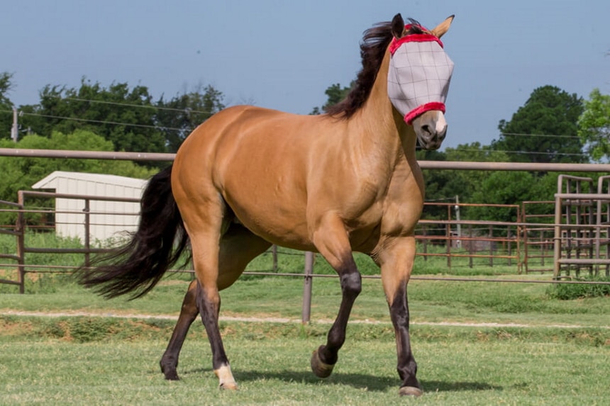 6 Best Fly Masks for Horses to Keep Their Eyes Safe