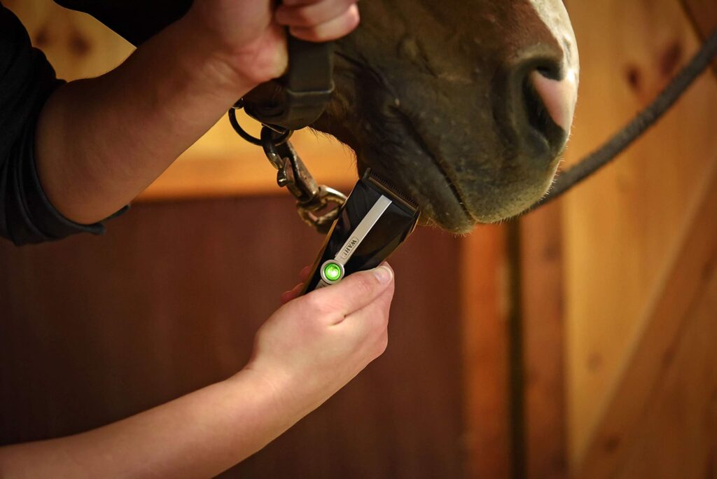 7 Best Horse Clippers for Neat Grooming