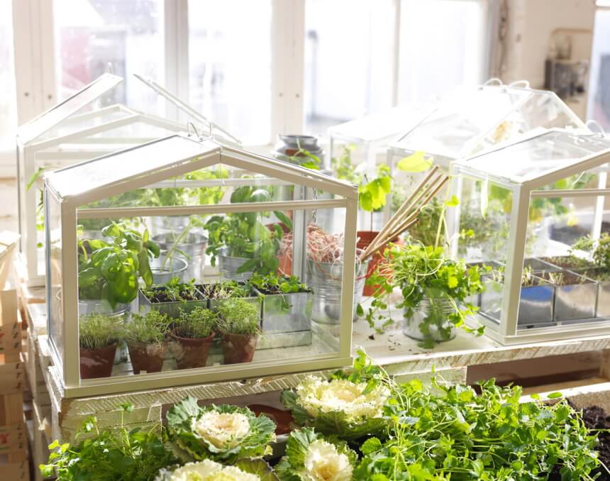 Best 7 Indoor Greenhouses – Grow Your Plants in Safer Environment!