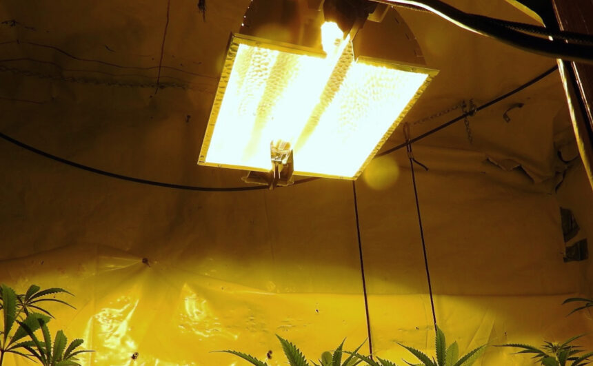 5 Best Plasma Grow Lights - Incredible Technology for Your Plants