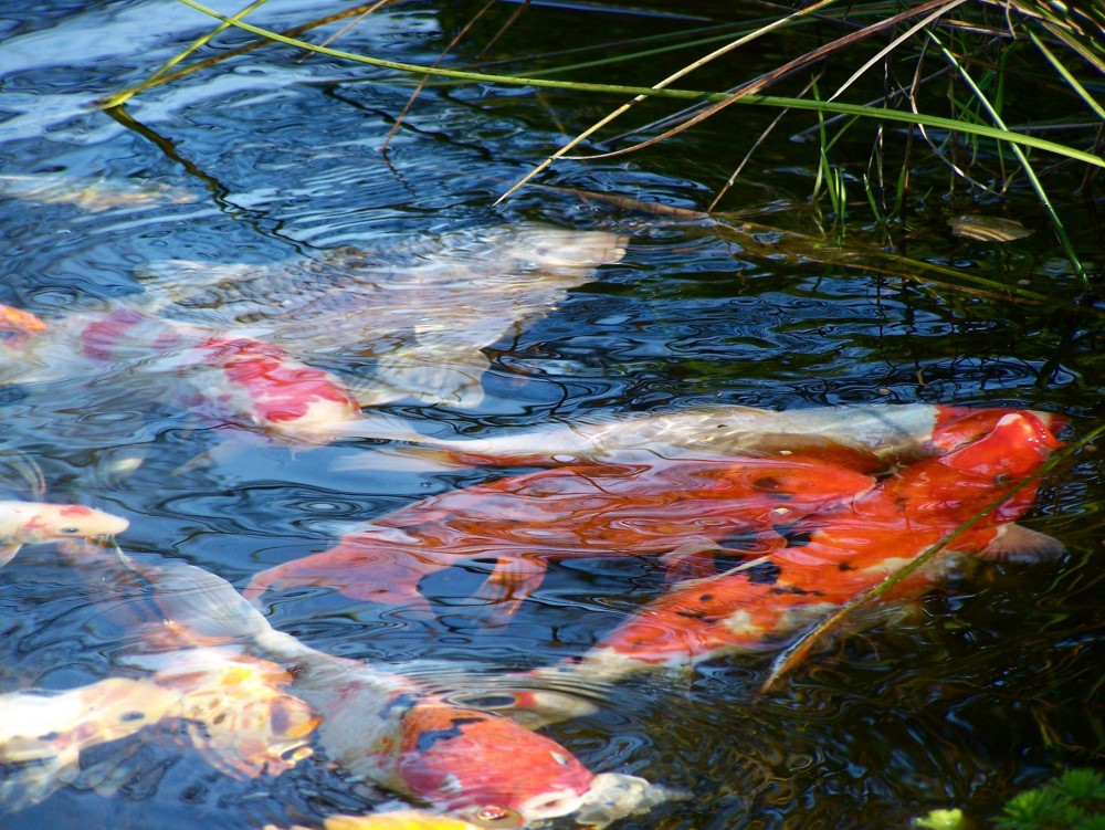 How to Keep Pond Water Clear Without a Filter