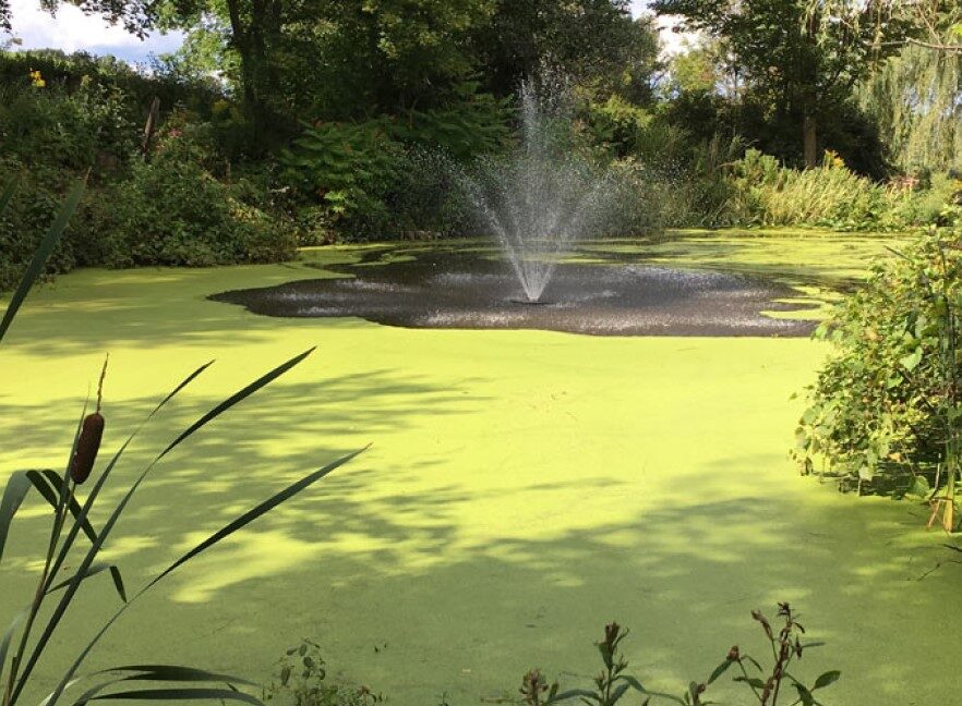 How to Control Pond Weeds