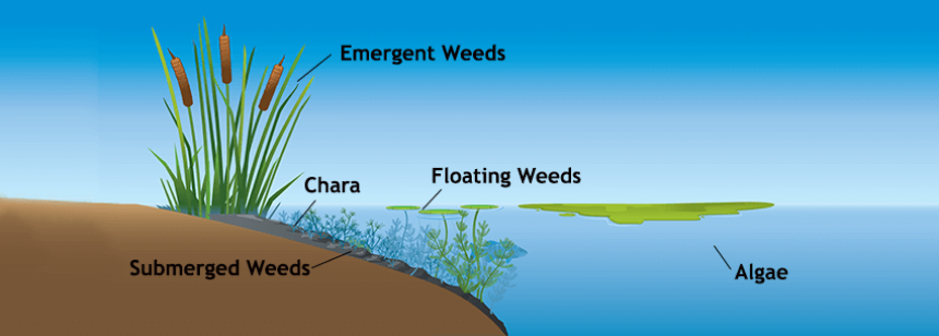 How to Control Pond Weeds