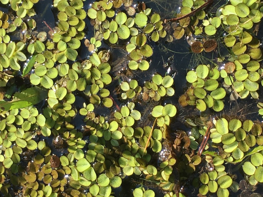 How to Control Pond Weeds