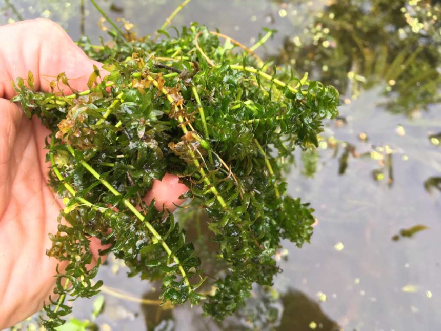 How to Control Pond Weeds