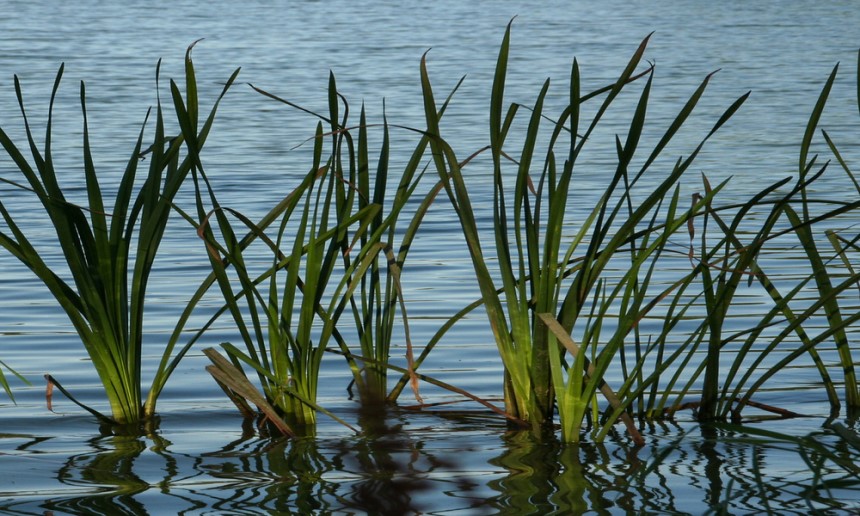 How to Control Pond Weeds