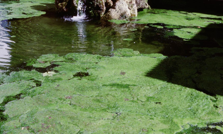How to Control Pond Weeds