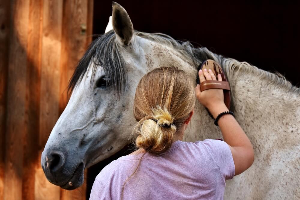 9 Best Horse Grooming Kits - Take the Guesswork out of Which Brushes or Equipment to Use