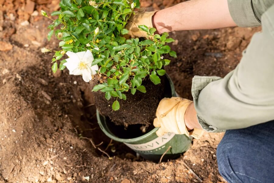 Best Time to Plant Roses Depending on the Zone You Live in and the Type of Roses