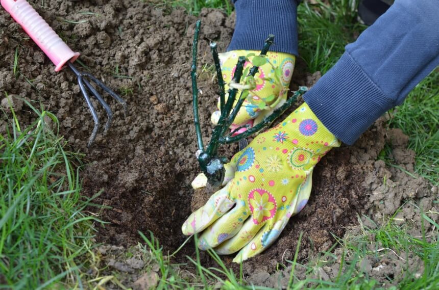 Best Time to Plant Roses Depending on the Zone You Live in and the Type of Roses