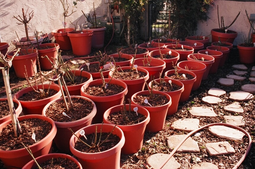 Best Time to Plant Roses Depending on the Zone You Live in and the Type of Roses