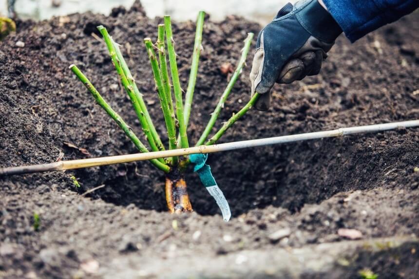 Best Time to Plant Roses Depending on the Zone You Live in and the Type of Roses