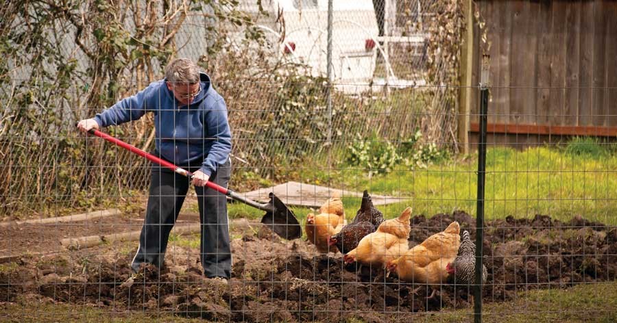 How to Clean a Chicken Coop