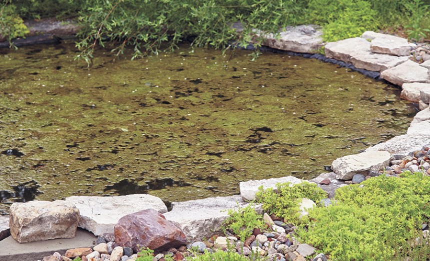 How to Clean a Pond Without Draining It