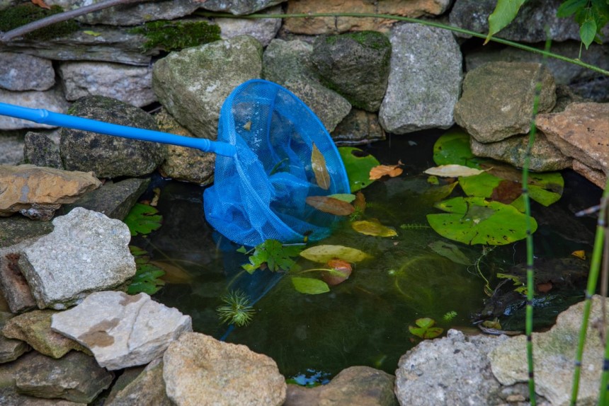 How to Clean a Pond Without Draining It