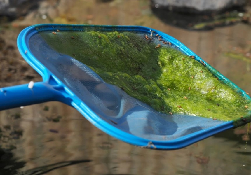 How to Clean a Pond Without Draining It