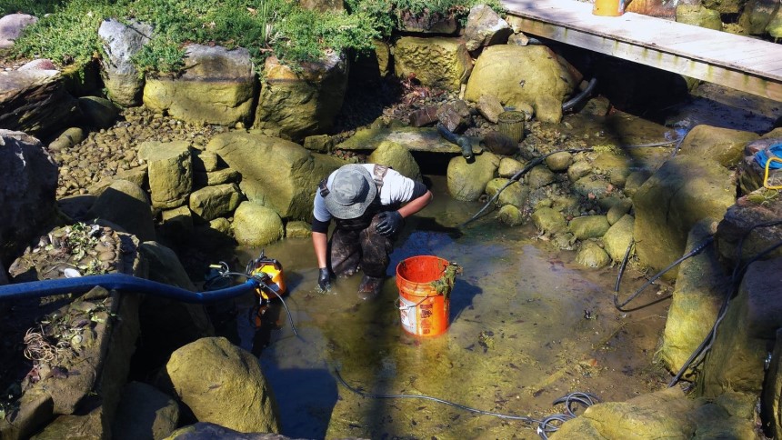 How to Clear Murky Pond Water in Just 4 Easy Steps