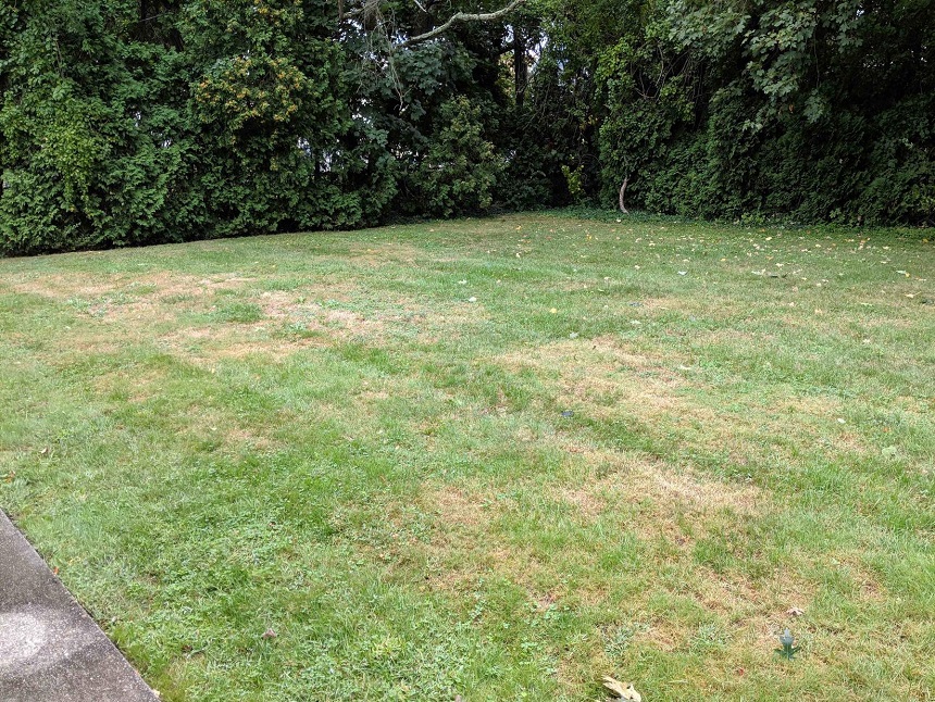 Causes of Burnt Grass and How to Fix It