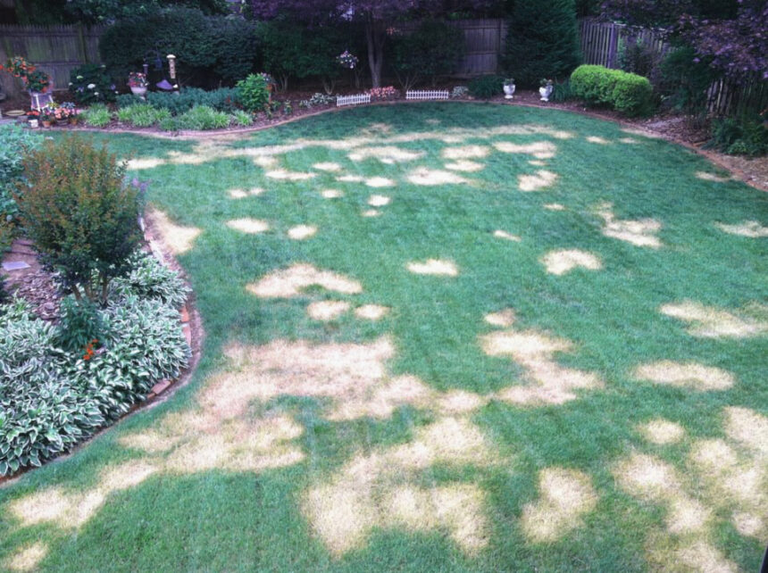 Causes of Burnt Grass and How to Fix It