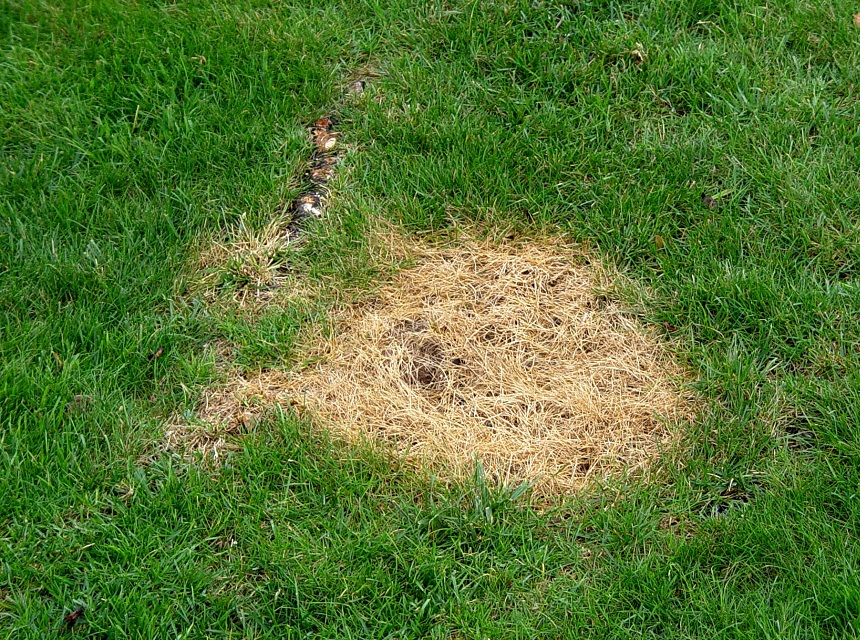 Causes of Burnt Grass and How to Fix It