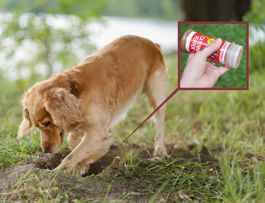 How to Fix a Muddy Backyard Dog Trail and Keep Your Yard Neat