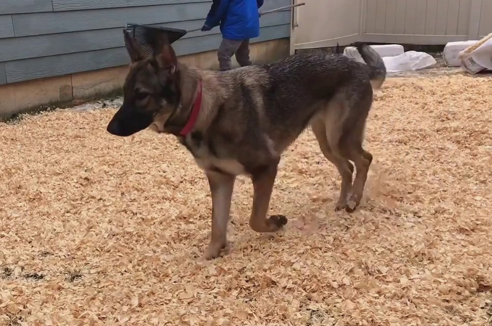 How to Fix a Muddy Backyard Dog Trail and Keep Your Yard Neat