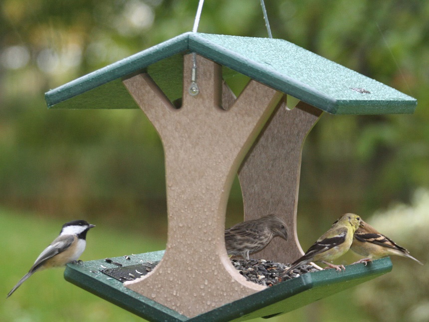 How to Get Rid of Bird Poop on Your Patio and Keep Birds Away