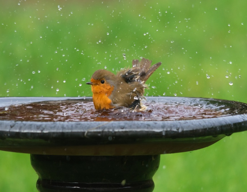 How to Get Rid of Bird Poop on Your Patio and Keep Birds Away