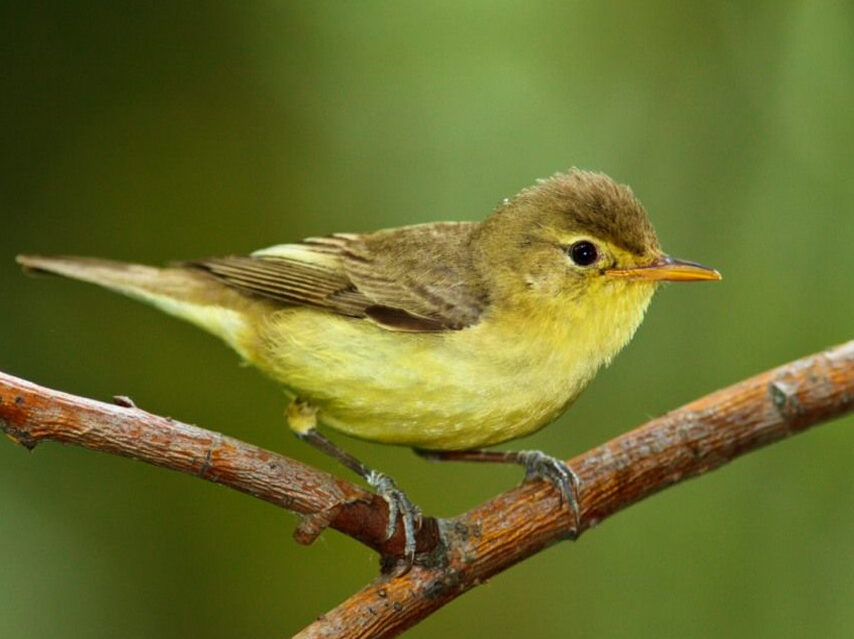 How to Get Rid of Bird Poop on Your Patio and Keep Birds Away