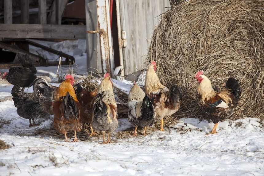 How to Insulate a Chicken Coop and Prepare It For Winter