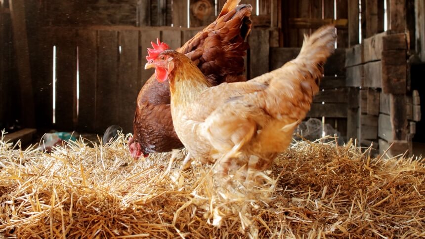 How to Insulate a Chicken Coop and Prepare It For Winter