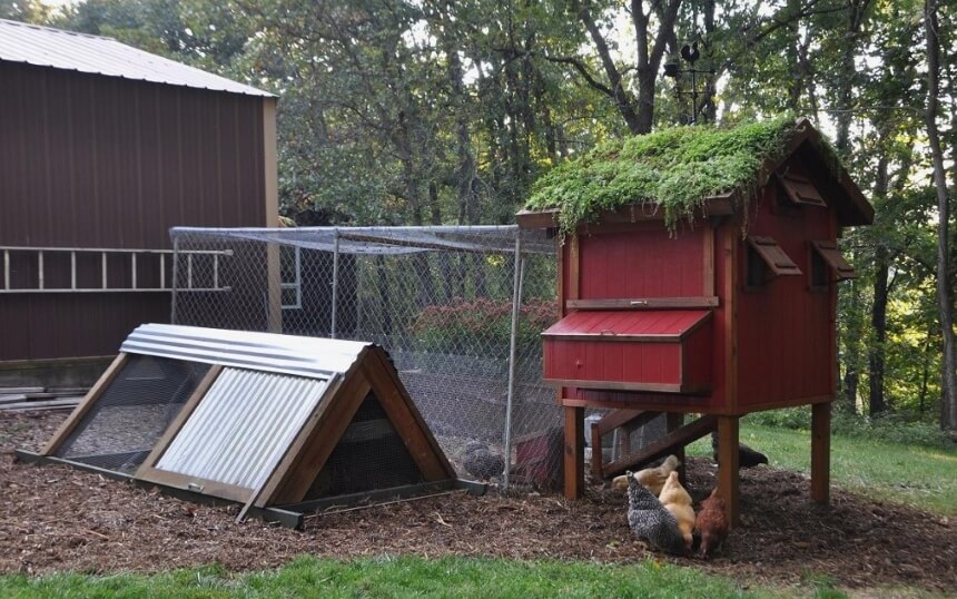 Winter and Your Backyard Chickens